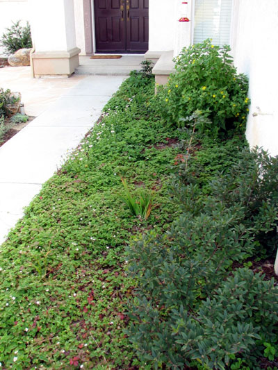 Groundcover at Entryway