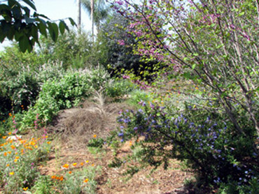 Catalina bush mallow