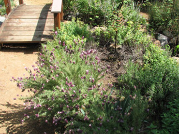 'Kew Red' lavendar