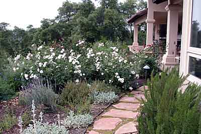 Mediterranean herb and rose garden